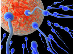 Fertility Chiropractor Los Angeles Dr. Stan Gale