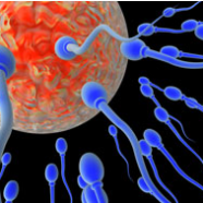 Fertility and the later pregnancy